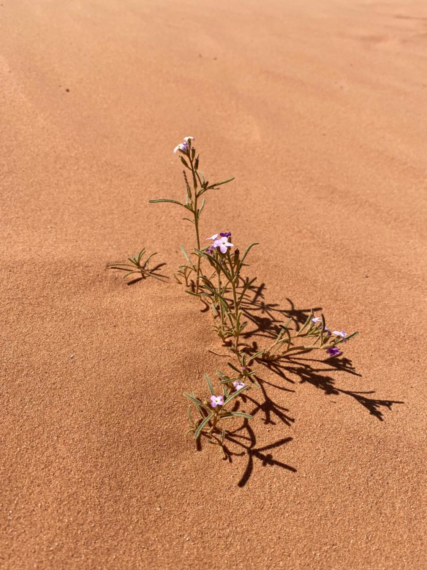 Desert'S Soul Wadi Rum Ad Disah المظهر الخارجي الصورة
