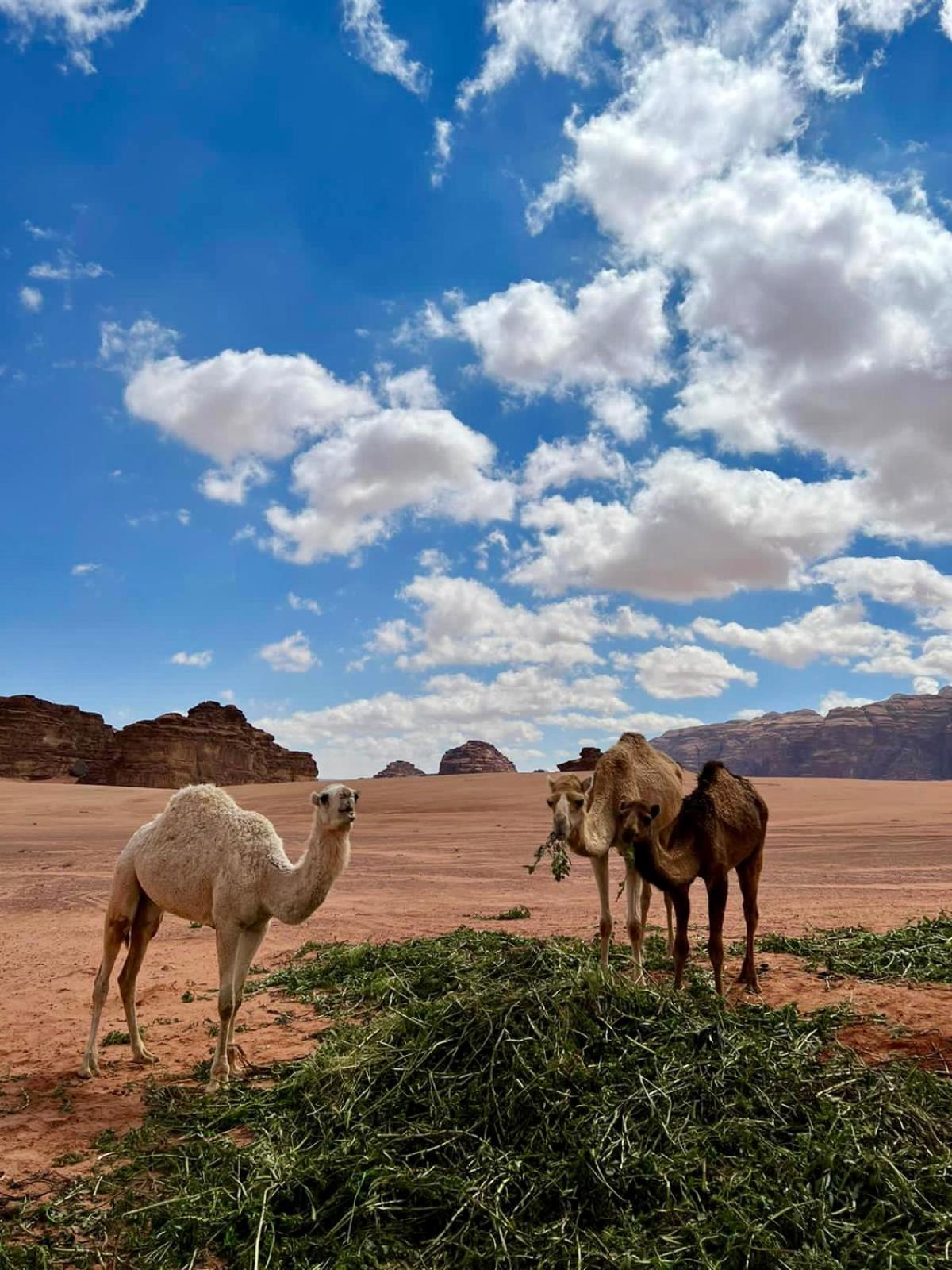 Desert'S Soul Wadi Rum Ad Disah المظهر الخارجي الصورة