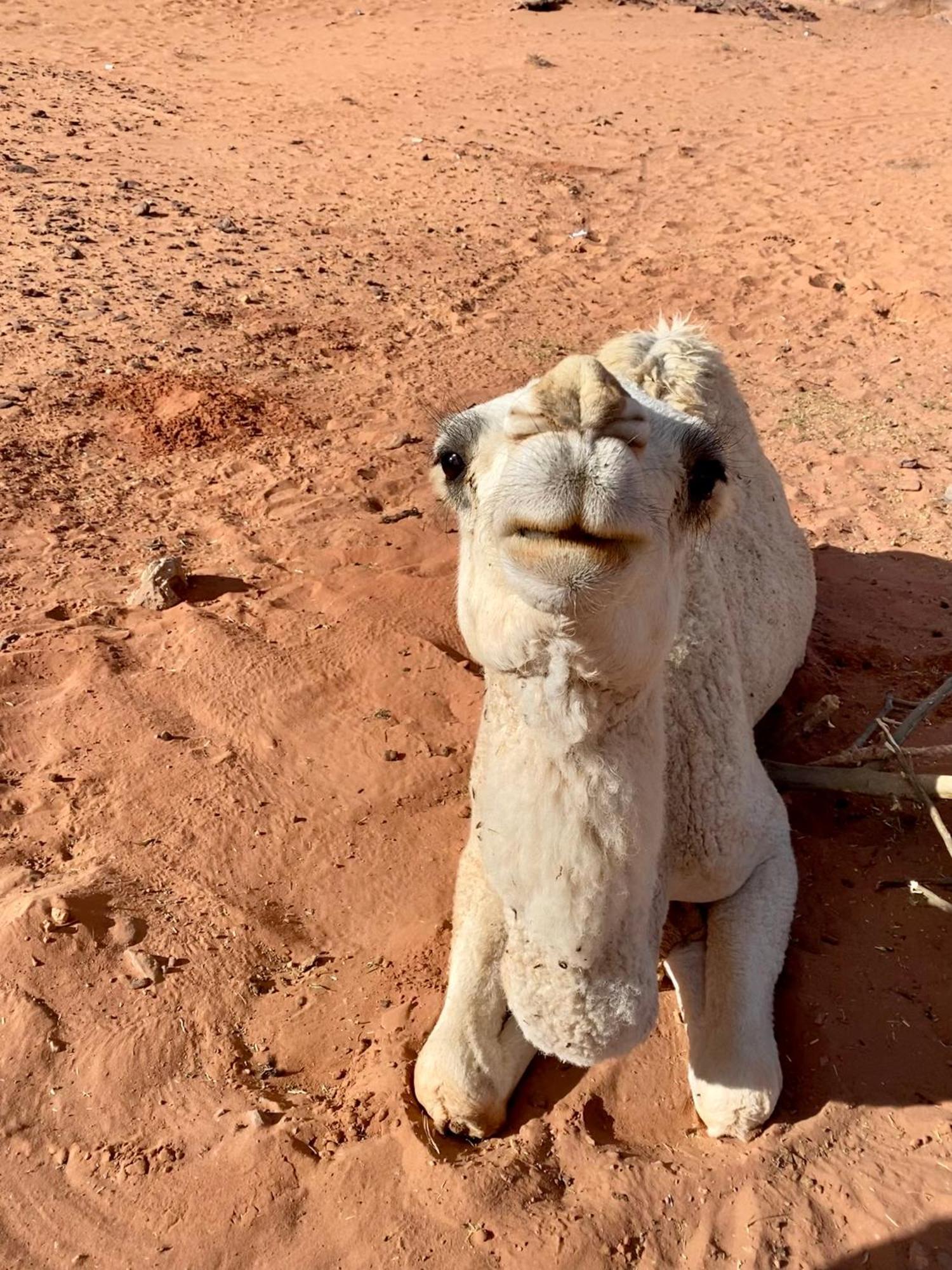 Desert'S Soul Wadi Rum Ad Disah المظهر الخارجي الصورة